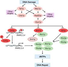 https://www.sciencedirect.com/science/article/pii/S0021925820347104