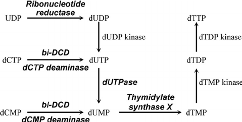 https://www.researchgate.net/figure/The-three-known-pathways-for-synthesis-of-dUMP-an-intermediate-in-dTTP-synthesis-The_fig1_6353851