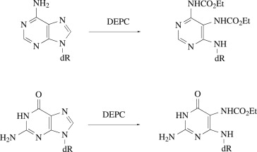 https://www.sciencedirect.com/topics/medicine-and-dentistry/diethyl-pyrocarbonate